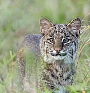 Bobcat