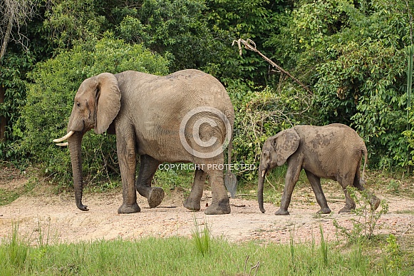 African Elephant