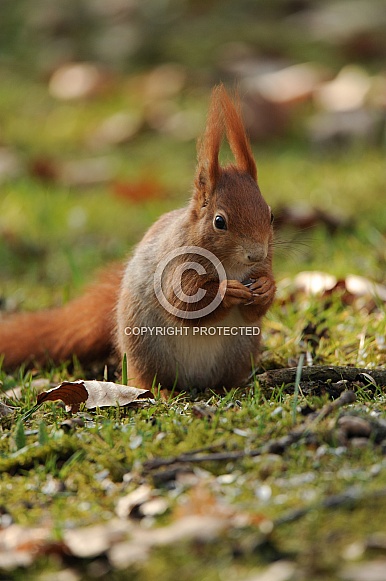Red squirrel