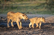 Lioness grabbing the tail of a cub