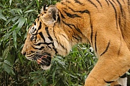 Sumatran Tiger