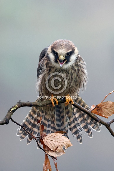 Red-footed falcon (Falco vespertinus)