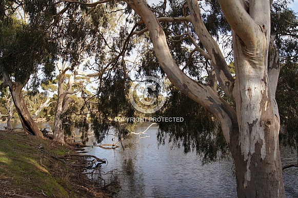 lake and trees