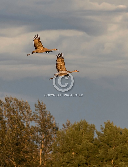 Sandhill Crane Pair Flying