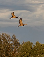 Sandhill Crane Pair Flying