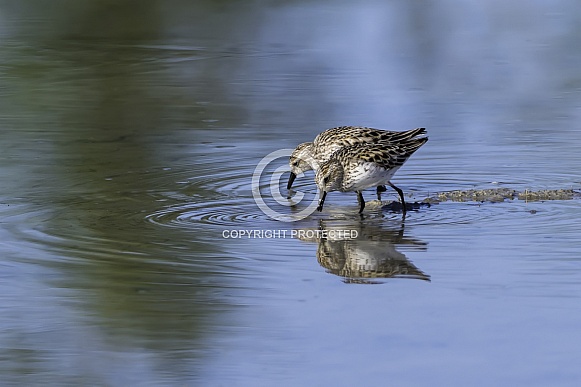 Semipalmated Sandpiper in Alaska