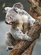 Koala in the tree