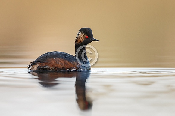 The black-necked grebe