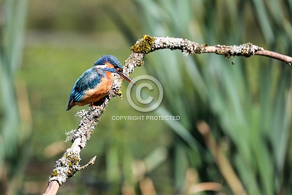 European Kingfisher