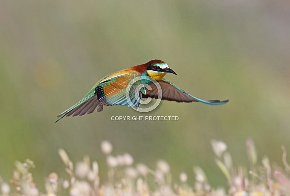 Bee-eater Bee-eater
