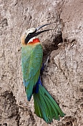 Whitefronted Bee-eater - Botswana