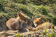 Red fox cub/cubs in nature