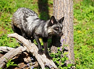 Silver fox