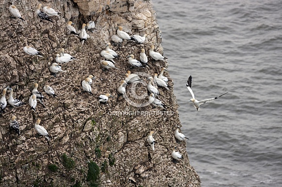 Gannet colony - Bempton Cliffs - England