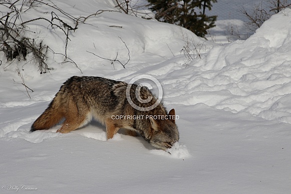 Coyote in winter snow Coyote in winter snow
