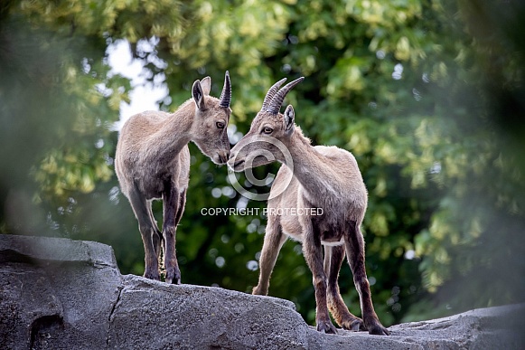Alpine ibex (Capra ibex) Alpine ibex (Capra ibex)