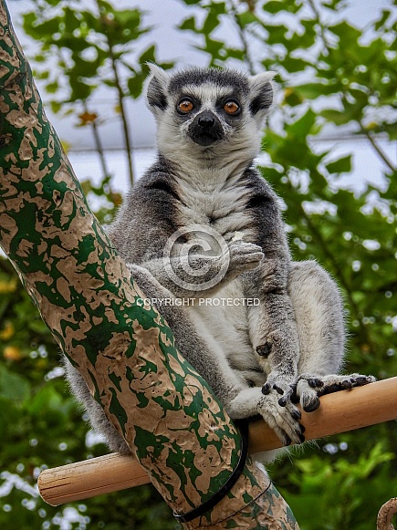 Ring-tailed Lemur