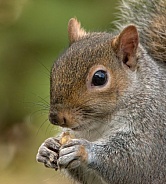 Gray Squirrel