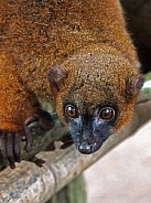 Red bellied lemur (Eulemur rubriventer)