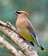 Cedar Waxwings