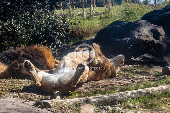 Female African Lions Female African Lions