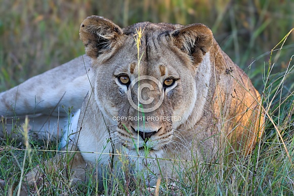 Lioness, up close and personal