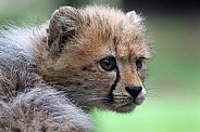 Cheetah cub