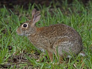 Marsh Rabbit