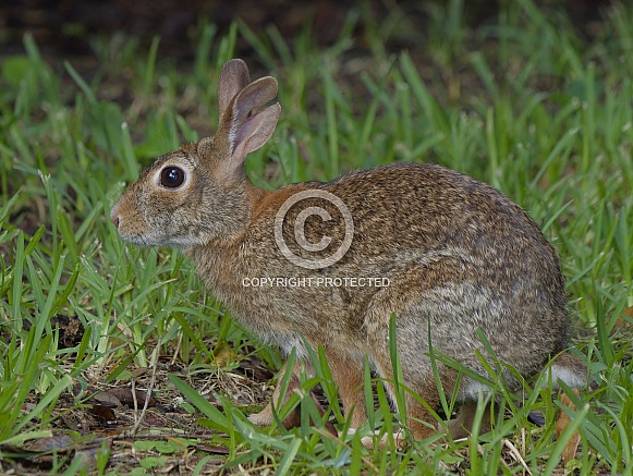Marsh Rabbit