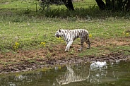Rare Wild White Tiger (Female)