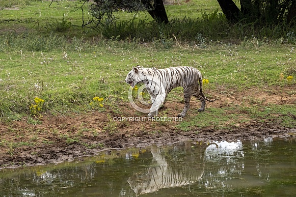Rare Wild White Tiger (Female) Rare Wild White Tiger (Female)