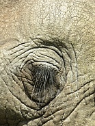 African Elephant Eye