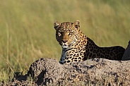 Leopard posed next to a termite hill