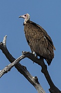 Hooded Vulture - Okavango Delta - Botswana