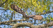 great horned owl adult (bubo virginianus) flying towards camera from oak tree