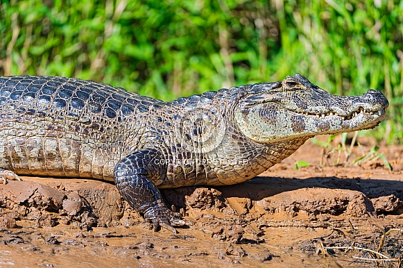 Caiman Caiman