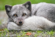 Arctic fox resting