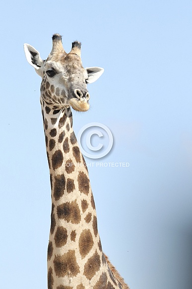 Giraffe Giraffe