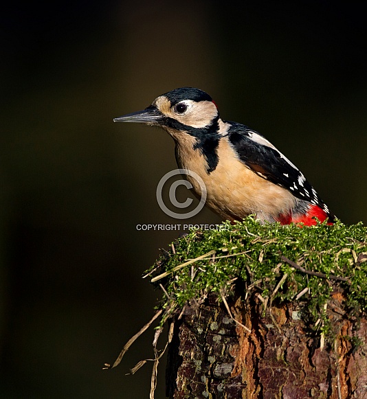 Great Spotted Woodpecker