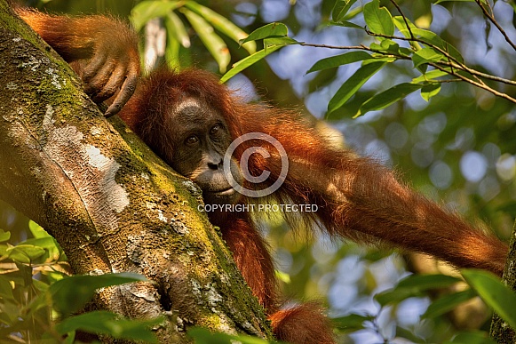 Sumatran orangutan in the nature habitat