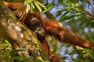 Sumatran orangutan in the nature habitat