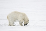 Polar Bear