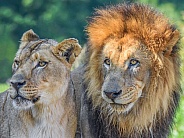 Lion and Lioness