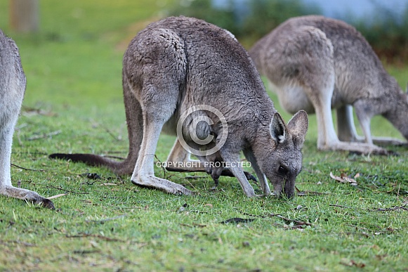 Kangaroo Kangaroo