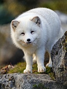 Arctic fox on rocks