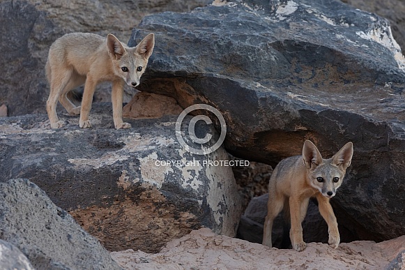 Kit Fox, Vulpes macrotis Kit Fox, Vulpes macrotis