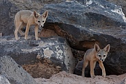 Kit Fox, Vulpes macrotis
