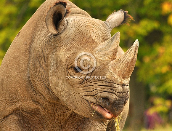 Black Rhino Black Rhino