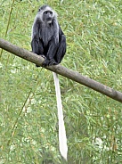 King Colobus