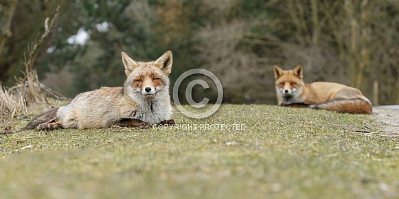 Red foxes